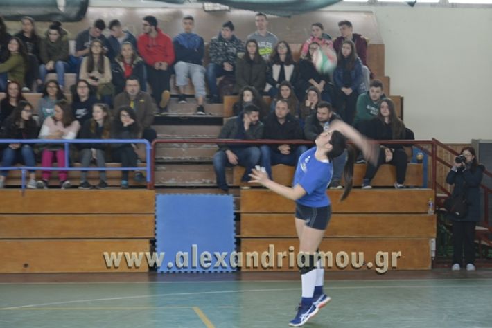 volley _1ogel-kassandra058